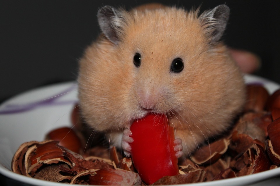 Žiurkėnai neturėtų valgyti ankštinius produktus, svogūnus, kopūstus, avokadus ar citrusinius vaisius.